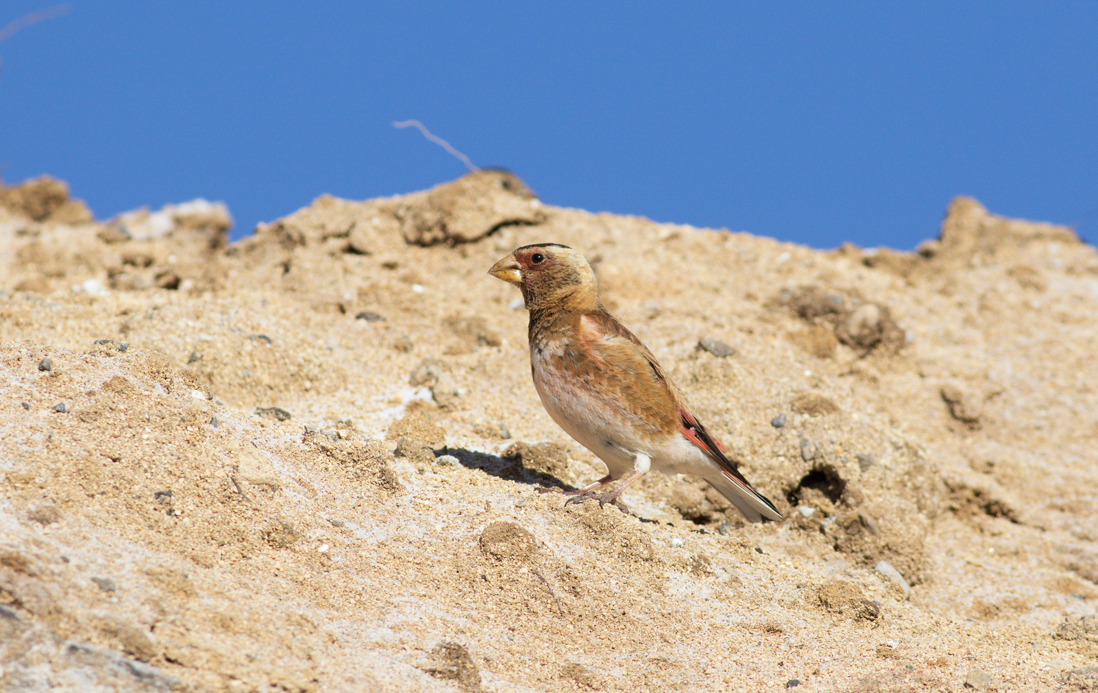 Crimson-winged Finch